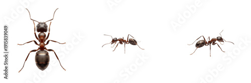Foto Linepithema humile isolated on white background, Argentine ant, invasive ant, household ant, small black ant, colony ant, fast-moving ant, tropical ant, Linepithema spp