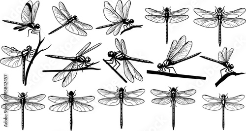 Dragonfly silhouette poses vector illustration set, flying and resting insect icons collection, nature wildlife symbols, detailed monochrome line design isolated on white background