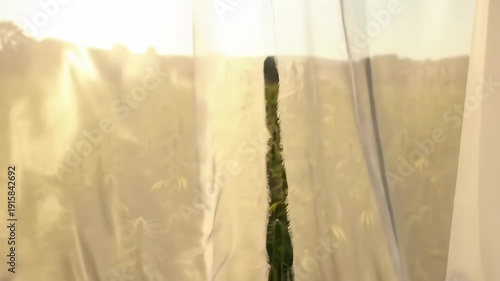 Sunlight filtering through sheer curtains revealing a vibrant green cannabis field swaying gently in the breeze.