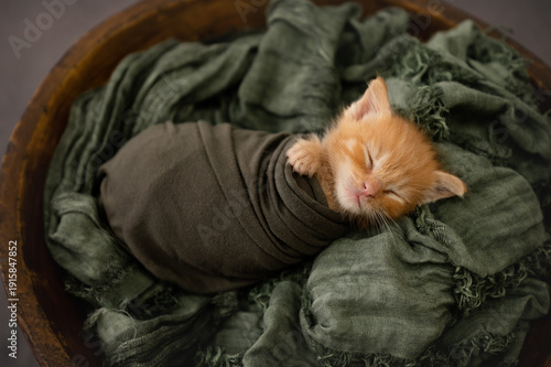 An orange tabby cat kitten swaddled up like a newborn baby