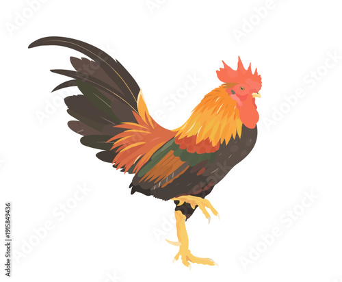 Cute cartoon farm bird collection. Vector illustration of red Rooster (Cock) isolated on white background.