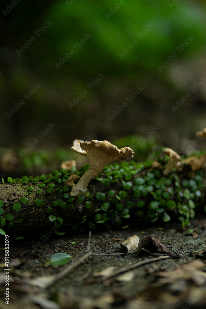 Obraz premium 倒木に生えているキノコ
