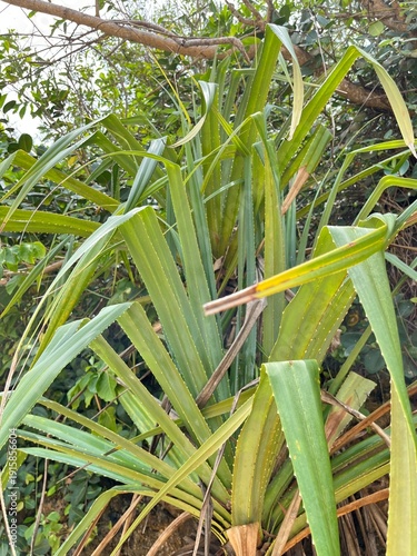 aloe vera plant