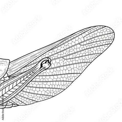 Insect wing detail with visible scales and veins on white