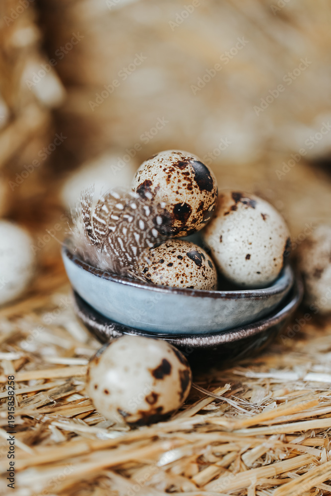 Obraz premium speckled eggs and soft brown feathers.Animal protein is a valuable source of nutrition. healthy foods and products.Organic farm natural quail eggs set