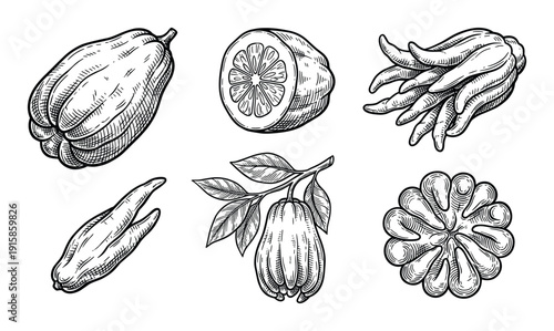 Buddha's hand citrus fruit engraving vector, whole, half, isolated on transparent background