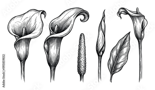 Calla lily flower hand drawn botanical illustrations engraving plant bud and leaf design element set