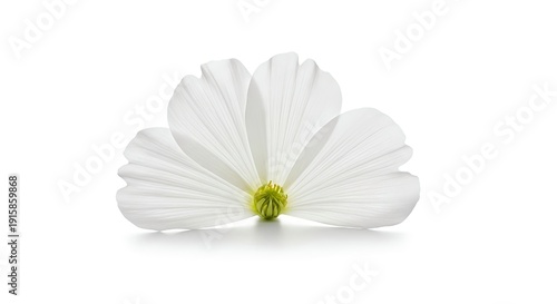Beautiful white flower with yellow center on plain white background for decoration