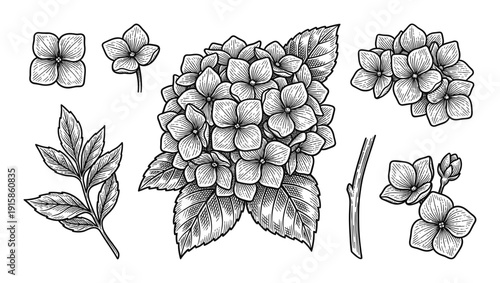 Hydrangea flower hand drawn botanical illustrations engraving blossom leaf and branch design elements set