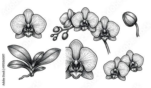 Orchid flower vector illustration engraving drawing sketch monochrome isolated on transparent background