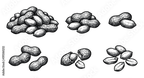 Peanuts sketch set in vintage engraving style organic roasted snack salty groundnut Arachis hypogaea