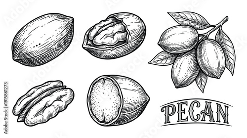 Pecan nuts vector illustration isolated on transparent background engraving style