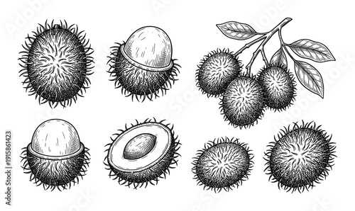 Rambutan engraved vector illustration isolated on transparent background exotic fruit drawing sketch