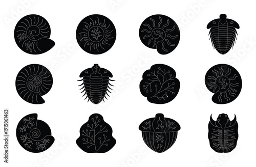 Sea fossil ancient marine life ocean nature animal prehistoric spiral shell vintage vector illustration