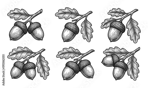 Set of hand drawing acorn with leaf on transparent background isolated vector illustration