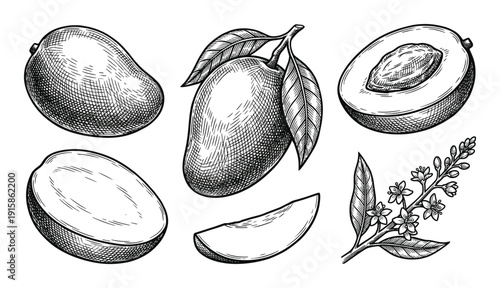 Set of hand drawing mango with leaf on transparent background isolated vector illustration