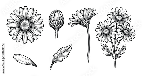 Set of hand drawn chamomile flowers and leaves. isolated vector objects on transparent background