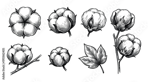 Set of hand drawn cotton flowers. isolated vector objects on transparent background. engraving style