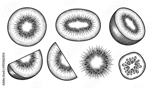 Set of kiwi fruit engraving vector, whole, half, and slices isolated on transparent background
