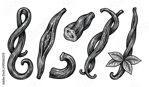 Vanilla pods in vintage engraving style aromatic cooking ingredient seasoning organic flavoring