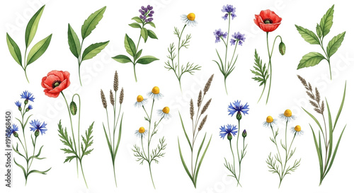 Wildflowers Collection in Watercolor Style with Vibrant Colors on White Background for Floral Design