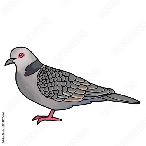 White-crowned pigeon vector illustration isolated on transparent background