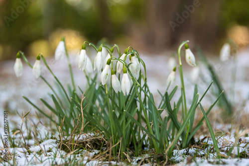 Fotografie Close-up of common snowdrops (Galanthus nivalis) blooming through melting snow in early April