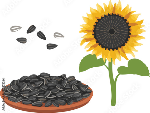 sunflower seed oil
