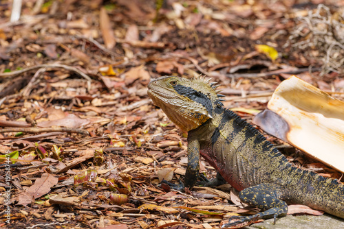 Eastern Water Dragon (Intellagama lesueurii) on ground sitting up on yellow palm frond displaying it's spiny crests closeup