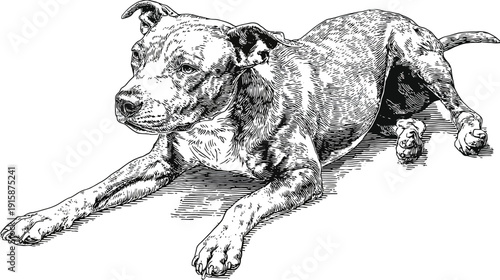 A line art illustration depicts a dog in a lying-down position, its fur detailed with crosshatching