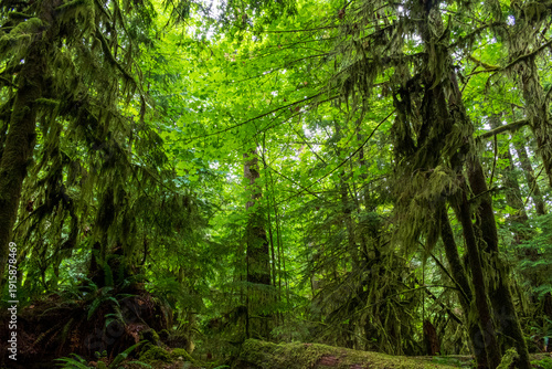Deep green forest with ferns and ancient mossy trees in Cathedral Grove, MacMillian Park, BC.