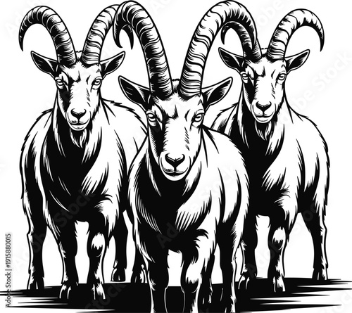 Black and white illustration of three goats with curved horns and muscular build, detailed shading vector design symbolizing strength, resilience, nature, and cultural artistic representation