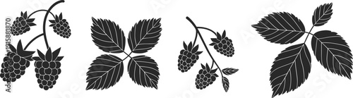 Botanical illustration of berry plant branches with distinct leaf clusters, stylized black outlines and blue highlights for design