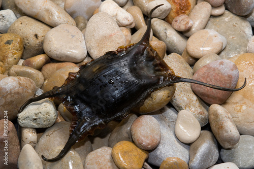Black egg case or egg capsule of a skate commonly known as a 