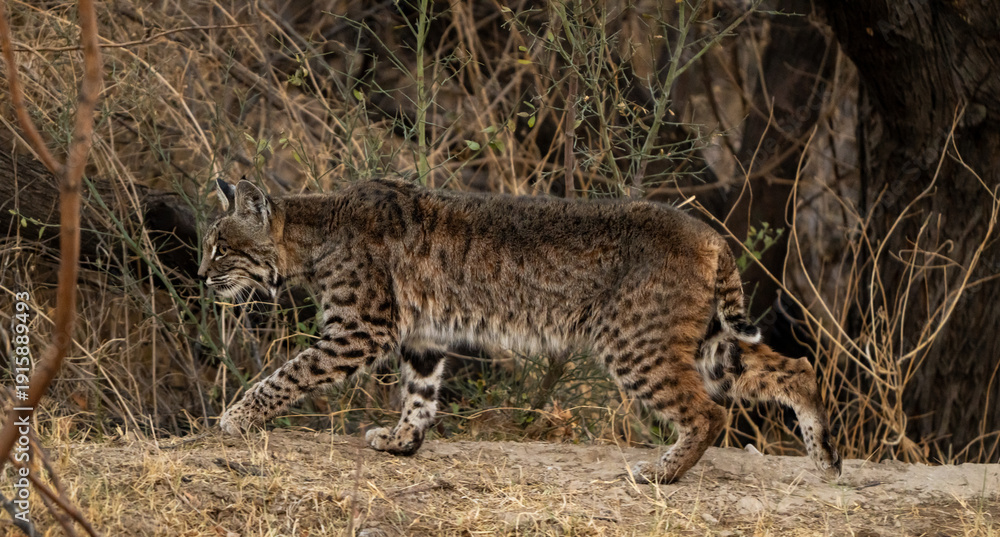 Obraz premium Bobcat Attempts To Blend Into Surroundings