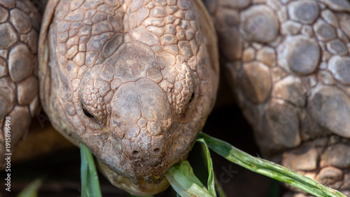 Wallpaper Mural Close-up of tortoise feeding on fresh green grass, highlighting detailed textures of its shell and skin. Torontodigital.ca