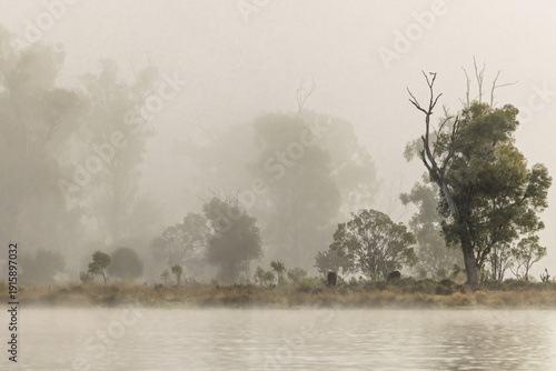 Early morning mist in the eucalyptus forest on the far side of a lake obscures the trees and black angus cows grazing on the grass on the shore of the lake at Lake Coolmunda in Queensland, Australia.