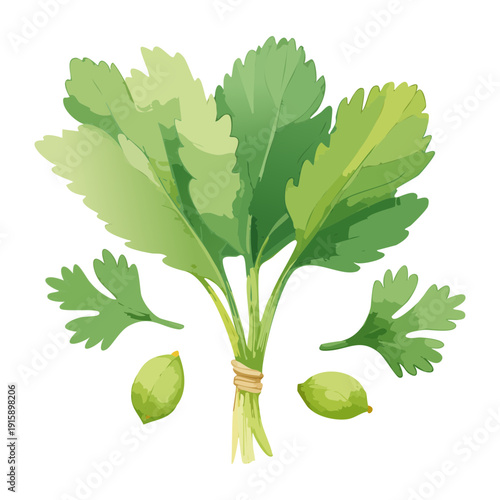 Parsley Bunch For Culinary Herb Sales And Healthy Organic Cooking School Visual Resources - Vector Illustration