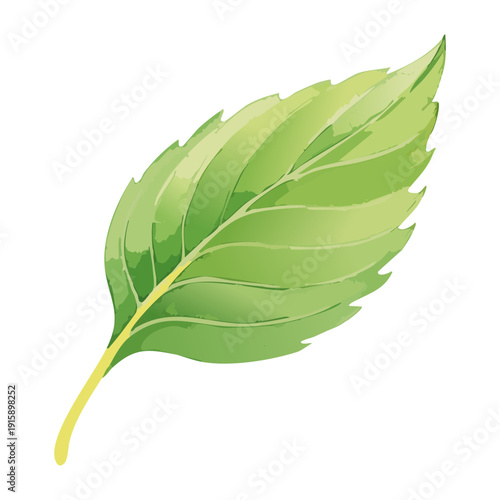 Detailed Green Leaf For Botanical Study And Healthy Natural Plant Life Graphic Assets - Vector Illustration