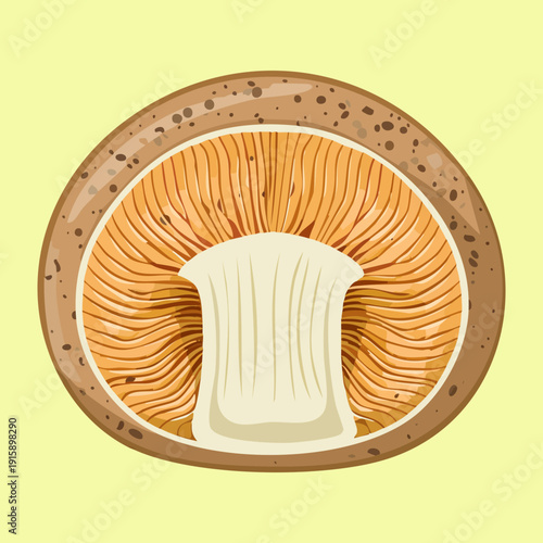 Balanced fungal anatomy drawing with detailed internal spore structures for mycology student learning resources - Vector Illustration
