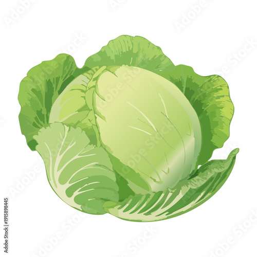 Whole Green Cabbage For Healthy Diet Planning And Traditional Farming Produce Industry Illustration - Vector Illustration