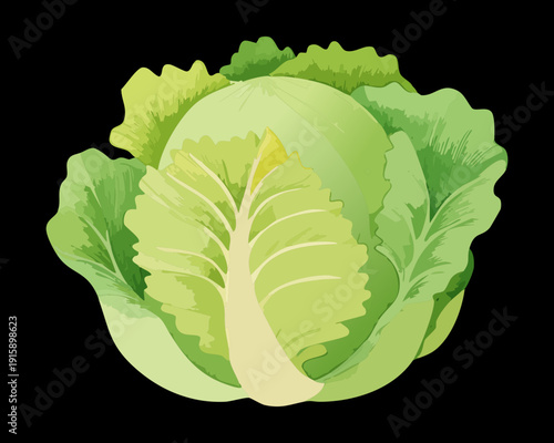 Organic Cabbage Plant For Botanical Education And Healthy Garden Produce Branding Graphic Designs - Vector Illustration