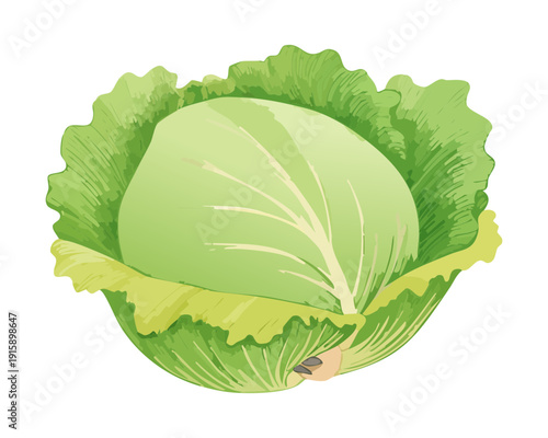 Green Cabbage Vegetable For Healthy Nutrition Awareness And Organic Food Industry Branding Assets - Vector Illustration