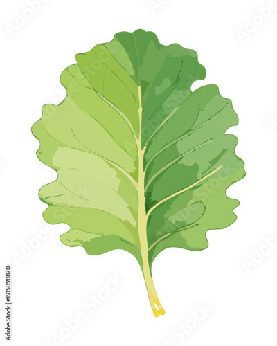 Large Leaf Texture For Botanical Research And Healthy Organic Plant Life Awareness Designs - Vector Illustration
