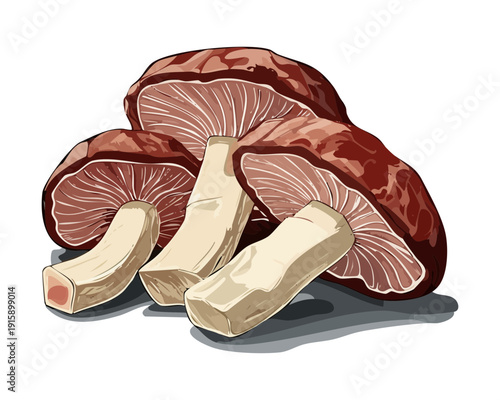 Array of umber fungi for nature conservation brochures and environmental science textbook graphics - Vector Illustration