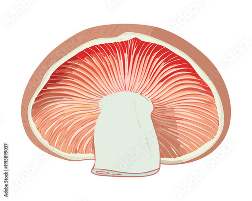 Symmetrical scarlet gill art for high energy fitness lifestyle blogs and organic nutrition - Vector Illustration