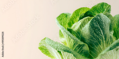 Pristine vibrant green romaine lettuce leaves with water droplets on a light beige background. Food concept