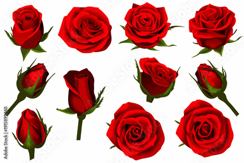 A collection of vibrant red roses in various stages of bloom