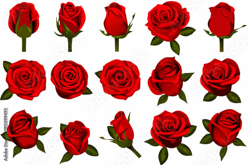 Collection of vibrant red roses in various stages of bloom isolated