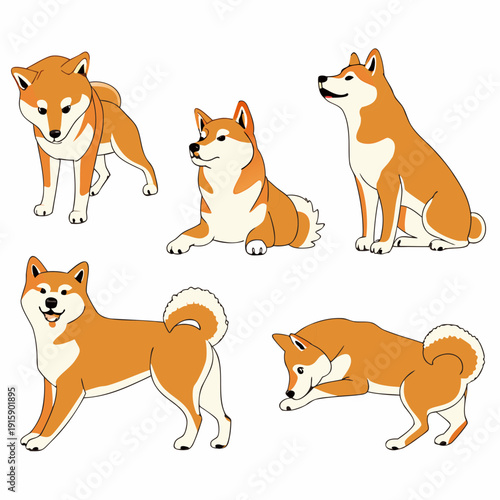 Set of cute Shiba Inu dog in different poses, detailed flat vector illustration isolated on white background